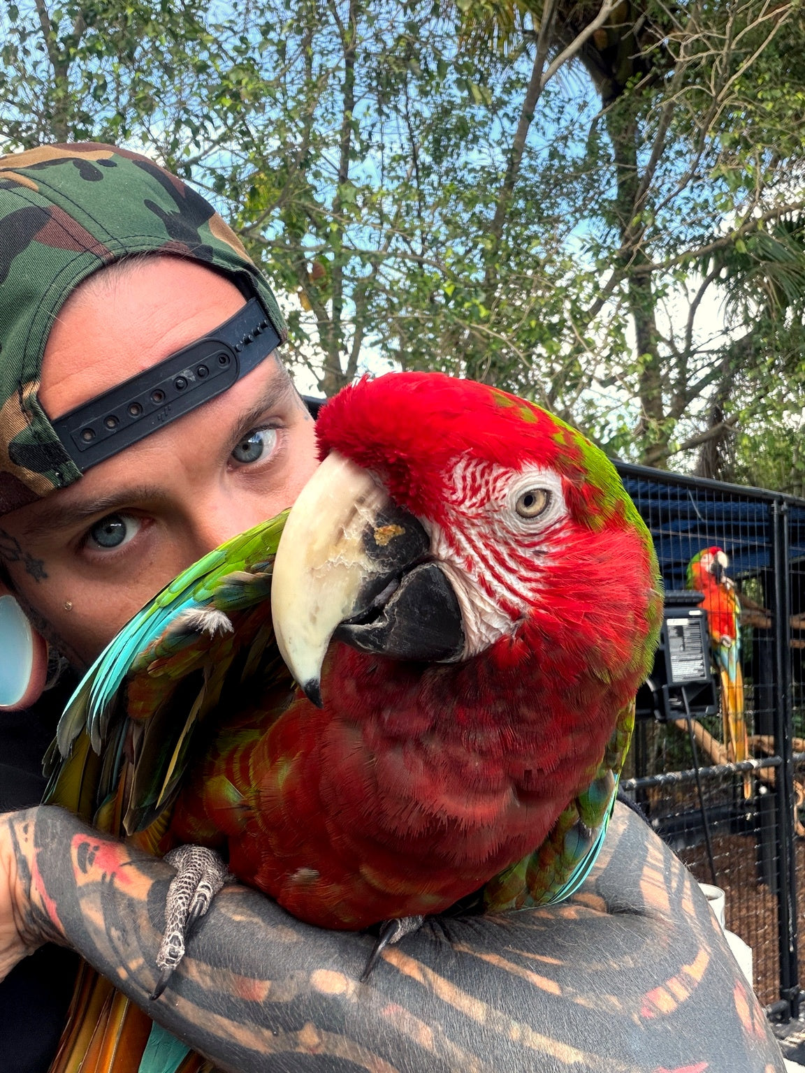 Macaws at Ryder's Ranch Aviary