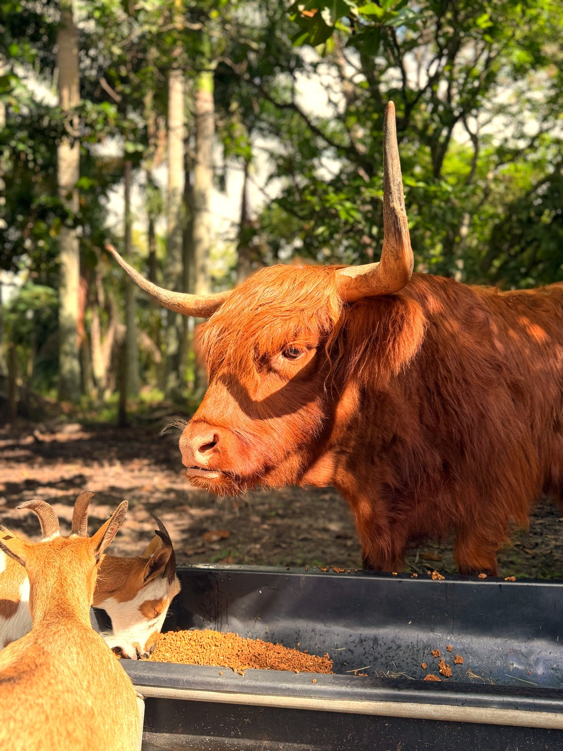 Remington the Highland Cow